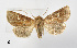  ( - BC ZSM Lep 110353)  @11 [ ] CreativeCommons - Attribution Non-Commercial Share-Alike (2020) SNSB, Staatliche Naturwissenschaftliche Sammlungen Bayerns ZSM (SNSB, Zoologische Staatssammlung Muenchen)