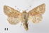  ( - BC ZSM Lep 110361)  @11 [ ] CreativeCommons - Attribution Non-Commercial Share-Alike (2020) SNSB, Staatliche Naturwissenschaftliche Sammlungen Bayerns ZSM (SNSB, Zoologische Staatssammlung Muenchen)