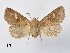  ( - BC ZSM Lep 110364)  @11 [ ] CreativeCommons - Attribution Non-Commercial Share-Alike (2020) SNSB, Staatliche Naturwissenschaftliche Sammlungen Bayerns ZSM (SNSB, Zoologische Staatssammlung Muenchen)