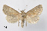  ( - BC ZSM Lep 110365)  @11 [ ] CreativeCommons - Attribution Non-Commercial Share-Alike (2020) SNSB, Staatliche Naturwissenschaftliche Sammlungen Bayerns ZSM (SNSB, Zoologische Staatssammlung Muenchen)