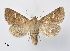  ( - BC ZSM Lep 110366)  @11 [ ] CreativeCommons - Attribution Non-Commercial Share-Alike (2020) SNSB, Staatliche Naturwissenschaftliche Sammlungen Bayerns ZSM (SNSB, Zoologische Staatssammlung Muenchen)