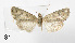  (Cryphia claudiae - BC ZSM Lep 110382)  @11 [ ] CreativeCommons - Attribution Non-Commercial Share-Alike (2020) SNSB, Staatliche Naturwissenschaftliche Sammlungen Bayerns ZSM (SNSB, Zoologische Staatssammlung Muenchen)