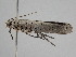  ( - BC ZSM Lep 110907)  @11 [ ] CreativeCommons - Attribution Non-Commercial Share-Alike (2020) SNSB, Staatliche Naturwissenschaftliche Sammlungen Bayerns ZSM (SNSB, Zoologische Staatssammlung Muenchen)