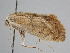  ( - BC ZSM Lep 110925)  @11 [ ] CreativeCommons - Attribution Non-Commercial Share-Alike (2020) SNSB, Staatliche Naturwissenschaftliche Sammlungen Bayerns ZSM (SNSB, Zoologische Staatssammlung Muenchen)