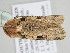  ( - BC ZSM Lep 110935)  @11 [ ] CreativeCommons - Attribution Non-Commercial Share-Alike (2020) SNSB, Staatliche Naturwissenschaftliche Sammlungen Bayerns ZSM (SNSB, Zoologische Staatssammlung Muenchen)