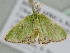  ( - BC ZSM Lep 111000)  @11 [ ] CreativeCommons - Attribution Non-Commercial Share-Alike (2020) SNSB, Staatliche Naturwissenschaftliche Sammlungen Bayerns ZSM (SNSB, Zoologische Staatssammlung Muenchen)
