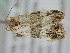  ( - BC ZSM Lep 111057)  @11 [ ] CreativeCommons - Attribution Non-Commercial Share-Alike (2020) SNSB, Staatliche Naturwissenschaftliche Sammlungen Bayerns ZSM (SNSB, Zoologische Staatssammlung Muenchen)