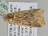  ( - BC ZSM Lep 111087)  @12 [ ] CreativeCommons - Attribution Non-Commercial Share-Alike (2020) SNSB, Staatliche Naturwissenschaftliche Sammlungen Bayerns ZSM (SNSB, Zoologische Staatssammlung Muenchen)