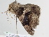  ( - BC ZSM Lep 111105)  @11 [ ] CreativeCommons - Attribution Non-Commercial Share-Alike (2020) SNSB, Staatliche Naturwissenschaftliche Sammlungen Bayerns ZSM (SNSB, Zoologische Staatssammlung Muenchen)