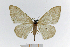  ( - BC ZSM Lep 111117)  @11 [ ] CreativeCommons - Attribution Non-Commercial Share-Alike (2020) SNSB, Staatliche Naturwissenschaftliche Sammlungen Bayerns ZSM (SNSB, Zoologische Staatssammlung Muenchen)