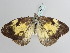  (Belenois gridica - BC ZSM Lep 111128)  @11 [ ] CreativeCommons - Attribution Non-Commercial Share-Alike (2020) SNSB, Staatliche Naturwissenschaftliche Sammlungen Bayerns ZSM (SNSB, Zoologische Staatssammlung Muenchen)