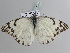  ( - BC ZSM Lep 111129)  @11 [ ] CreativeCommons - Attribution Non-Commercial Share-Alike (2020) SNSB, Staatliche Naturwissenschaftliche Sammlungen Bayerns ZSM (SNSB, Zoologische Staatssammlung Muenchen)