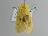  ( - BC ZSM Lep 111168)  @11 [ ] CreativeCommons - Attribution Non-Commercial Share-Alike (2020) SNSB, Staatliche Naturwissenschaftliche Sammlungen Bayerns ZSM (SNSB, Zoologische Staatssammlung Muenchen)