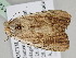  ( - BC ZSM Lep 111246)  @11 [ ] CreativeCommons - Attribution Non-Commercial Share-Alike (2020) SNSB, Staatliche Naturwissenschaftliche Sammlungen Bayerns ZSM (SNSB, Zoologische Staatssammlung Muenchen)