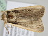  ( - BC ZSM Lep 111247)  @11 [ ] CreativeCommons - Attribution Non-Commercial Share-Alike (2020) SNSB, Staatliche Naturwissenschaftliche Sammlungen Bayerns ZSM (SNSB, Zoologische Staatssammlung Muenchen)