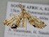  ( - BC ZSM Lep 111317)  @11 [ ] CreativeCommons - Attribution Non-Commercial Share-Alike (2020) SNSB, Staatliche Naturwissenschaftliche Sammlungen Bayerns ZSM (SNSB, Zoologische Staatssammlung Muenchen)