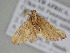  ( - BC ZSM Lep 111324)  @11 [ ] CreativeCommons - Attribution Non-Commercial Share-Alike (2020) SNSB, Staatliche Naturwissenschaftliche Sammlungen Bayerns ZSM (SNSB, Zoologische Staatssammlung Muenchen)