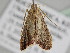  ( - BC ZSM Lep 111333)  @11 [ ] CreativeCommons - Attribution Non-Commercial Share-Alike (2020) SNSB, Staatliche Naturwissenschaftliche Sammlungen Bayerns ZSM (SNSB, Zoologische Staatssammlung Muenchen)