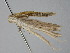  ( - BC ZSM Lep 111390)  @11 [ ] CreativeCommons - Attribution Non-Commercial Share-Alike (2020) SNSB, Staatliche Naturwissenschaftliche Sammlungen Bayerns ZSM (SNSB, Zoologische Staatssammlung Muenchen)