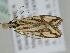  ( - BC ZSM Lep 110735)  @11 [ ] by-nc-sa (2020) SNSB, Staatliche Naturwissenschaftliche Sammlungen Bayerns ZSM (SNSB, Zoologische Staatssammlung Muenchen)