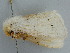  ( - BC ZSM Lep 110753)  @11 [ ] by-nc-sa (2020) SNSB, Staatliche Naturwissenschaftliche Sammlungen Bayerns ZSM (SNSB, Zoologische Staatssammlung Muenchen)