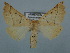  ( - BC ZSM Lep 110764)  @11 [ ] by-nc-sa (2020) SNSB, Staatliche Naturwissenschaftliche Sammlungen Bayerns ZSM (SNSB, Zoologische Staatssammlung Muenchen)