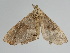  ( - BC ZSM Lep 110769)  @11 [ ] by-nc-sa (2020) SNSB, Staatliche Naturwissenschaftliche Sammlungen Bayerns ZSM (SNSB, Zoologische Staatssammlung Muenchen)