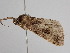  ( - BC ZSM Lep 110777)  @11 [ ] by-nc-sa (2020) SNSB, Staatliche Naturwissenschaftliche Sammlungen Bayerns ZSM (SNSB, Zoologische Staatssammlung Muenchen)