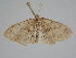  ( - BC ZSM Lep 110789)  @11 [ ] by-nc-sa (2020) SNSB, Staatliche Naturwissenschaftliche Sammlungen Bayerns ZSM (SNSB, Zoologische Staatssammlung Muenchen)