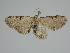 ( - BC ZSM Lep 110799)  @11 [ ] by-nc-sa (2020) SNSB, Staatliche Naturwissenschaftliche Sammlungen Bayerns ZSM (SNSB, Zoologische Staatssammlung Muenchen)