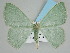  ( - BC ZSM Lep 111519)  @11 [ ] by-nc-sa (2020) SNSB, Staatliche Naturwissenschaftliche Sammlungen Bayerns ZSM (SNSB, Zoologische Staatssammlung Muenchen)