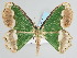  ( - BC ZSM Lep 111535)  @11 [ ] by-nc-sa (2020) SNSB, Staatliche Naturwissenschaftliche Sammlungen Bayerns ZSM (SNSB, Zoologische Staatssammlung Muenchen)