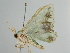  ( - BC ZSM Lep 111568)  @11 [ ] by-nc-sa (2020) SNSB, Staatliche Naturwissenschaftliche Sammlungen Bayerns ZSM (SNSB, Zoologische Staatssammlung Muenchen)