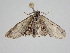  ( - BC ZSM Lep 111582)  @11 [ ] by-nc-sa (2020) SNSB, Staatliche Naturwissenschaftliche Sammlungen Bayerns ZSM (SNSB, Zoologische Staatssammlung Muenchen)