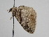  ( - BC ZSM Lep 111592)  @11 [ ] by-nc-sa (2020) SNSB, Staatliche Naturwissenschaftliche Sammlungen Bayerns ZSM (SNSB, Zoologische Staatssammlung Muenchen)
