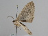  ( - BC ZSM Lep 111614)  @12 [ ] by-nc-sa (2020) SNSB, Staatliche Naturwissenschaftliche Sammlungen Bayerns ZSM (SNSB, Zoologische Staatssammlung Muenchen)