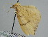  ( - BC ZSM Lep 111627)  @13 [ ] by-nc-sa (2020) SNSB, Staatliche Naturwissenschaftliche Sammlungen Bayerns ZSM (SNSB, Zoologische Staatssammlung Muenchen)