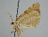  ( - BC ZSM Lep 111641)  @11 [ ] by-nc-sa (2020) SNSB, Staatliche Naturwissenschaftliche Sammlungen Bayerns ZSM (SNSB, Zoologische Staatssammlung Muenchen)