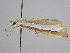  (Catoptria spatulelloides - BC ZSM Lep 111808)  @11 [ ] by-nc-sa (2020) SNSB, Staatliche Naturwissenschaftliche Sammlungen Bayerns ZSM (SNSB, Zoologische Staatssammlung Muenchen)
