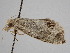  ( - BC ZSM Lep 111820)  @13 [ ] by-nc-sa (2020) SNSB, Staatliche Naturwissenschaftliche Sammlungen Bayerns ZSM (SNSB, Zoologische Staatssammlung Muenchen)