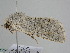  ( - BC ZSM Lep 112065)  @11 [ ] by-nc-sa (2020) SNSB, Staatliche Naturwissenschaftliche Sammlungen Bayerns ZSM (SNSB, Zoologische Staatssammlung Muenchen)