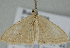  ( - BC ZSM Lep 112110)  @11 [ ] by-nc-sa (2020) SNSB, Staatliche Naturwissenschaftliche Sammlungen Bayerns ZSM (SNSB, Zoologische Staatssammlung Muenchen)