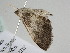  ( - BC ZSM Lep 112126)  @11 [ ] by-nc-sa (2020) SNSB, Staatliche Naturwissenschaftliche Sammlungen Bayerns ZSM (SNSB, Zoologische Staatssammlung Muenchen)