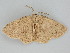  ( - BC ZSM Lep 112206)  @11 [ ] by-nc-sa (2020) SNSB, Staatliche Naturwissenschaftliche Sammlungen Bayerns ZSM (SNSB, Zoologische Staatssammlung Muenchen)