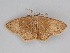  ( - BC ZSM Lep 112207)  @11 [ ] by-nc-sa (2020) SNSB, Staatliche Naturwissenschaftliche Sammlungen Bayerns ZSM (SNSB, Zoologische Staatssammlung Muenchen)