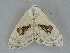  (Somatina virginalis - BC ZSM Lep 112217)  @14 [ ] by-nc-sa (2020) SNSB, Staatliche Naturwissenschaftliche Sammlungen Bayerns ZSM (SNSB, Zoologische Staatssammlung Muenchen)