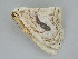  (Somatina fungifera - BC ZSM Lep 112221)  @11 [ ] by-nc-sa (2020) SNSB, Staatliche Naturwissenschaftliche Sammlungen Bayerns ZSM (SNSB, Zoologische Staatssammlung Muenchen)