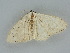  ( - BC ZSM Lep 112236)  @11 [ ] by-nc-sa (2020) SNSB, Staatliche Naturwissenschaftliche Sammlungen Bayerns ZSM (SNSB, Zoologische Staatssammlung Muenchen)