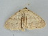  ( - BC ZSM Lep 112246)  @11 [ ] by-nc-sa (2020) SNSB, Staatliche Naturwissenschaftliche Sammlungen Bayerns ZSM (SNSB, Zoologische Staatssammlung Muenchen)