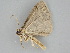  ( - BC ZSM Lep 112247)  @11 [ ] by-nc-sa (2020) SNSB, Staatliche Naturwissenschaftliche Sammlungen Bayerns ZSM (SNSB, Zoologische Staatssammlung Muenchen)